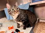 ROMAN Domestic Shorthair Senior Male