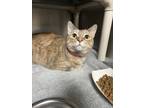 68458A Duma-Pounce Cat Cafe Domestic Mediumhair Adult Female