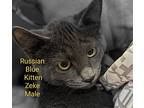 Zeke Domestic Shorthair Kitten Male