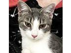 KITTEN CARA IS A CHARACTER Domestic Shorthair Kitten Female