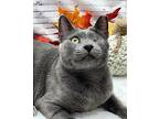 Luna (one eyed) American Shorthair Adult Female