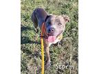 Storm American Pit Bull Terrier Young Female