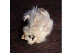 Fluff Tibetan Terrier Adult Female