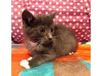 KITTEN GRAY CRYSTAL Domestic Mediumhair Kitten Female