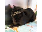 Blueberry Domestic Shorthair Adult Male