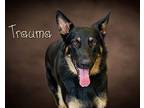 Trauma German Shepherd Dog Young Male