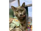 Andromeda Domestic Shorthair Adult Female