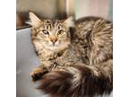 Crystal Domestic Longhair Young Female
