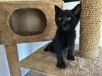 Onyx Kitten Domestic Shorthair Kitten Male