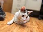 Crackle Domestic Shorthair Kitten Male