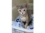 66874A June-PetSmart West Ashley Domestic Shorthair Kitten Female