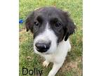 Dolly Shepherd (Unknown Type) Puppy Female