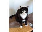 Sylvester Domestic Shorthair Adult Male