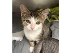 Caramel Domestic Shorthair Kitten Female