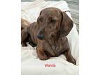 Wanda Dachshund Puppy Female