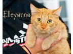 Elleyanna Domestic Shorthair Young Female