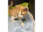 Oliver (male kitten-sweetheart) Domestic Shorthair Young Male