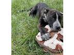 HARRIET Mountain Cur Puppy Female