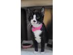 69969a Poke-Pounce Cat Cafe Domestic Shorthair Young Female