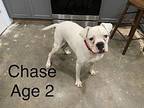 Chase Boxer Adult Male