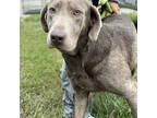 153 Brandy Labrador Retriever Senior Female