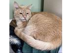 Sassy Domestic Shorthair Adult Female