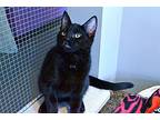 Spook Domestic Shorthair Kitten Male