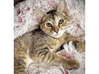 Constance (Dot) Domestic Shorthair Kitten Female