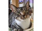 Gretchen Domestic Shorthair Adult Female