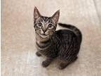 Swiss Domestic Shorthair Kitten Male