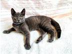 KITTEN LEO Domestic Shorthair Kitten Male