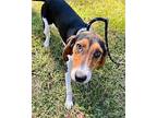 Estelle Treeing Walker Coonhound Young Female