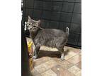 Mandy Domestic Shorthair Young Female