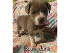 Bowie Jane American Pit Bull Terrier Puppy Female