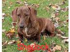 Sherlock Dachshund Puppy Male