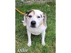 Ollie Beagle Adult Male