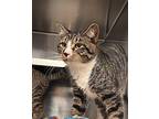 Michael Domestic Shorthair Adult Male