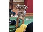 Mushi~ Terrier (Unknown Type, Medium) Puppy Male