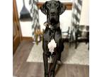 Coolio Great Dane Young Male