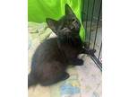 Rosanna (baby girl-spunky) Domestic Shorthair Kitten Female