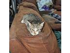 Sparks Domestic Shorthair Kitten Female