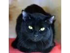 Adopt WENDY a Domestic Short Hair