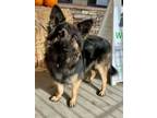 Sven German Shepherd Dog Adult Male