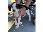 Mickey (10wo, 16lbs) Hound (Unknown Type) Puppy Male