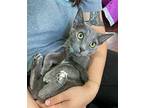 Gracie Domestic Shorthair Kitten Female