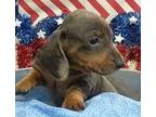 Nelson Miniature Dachshund Puppy Male