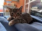 Jack VT Domestic Shorthair Kitten Male
