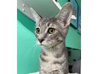 Gabby Domestic Shorthair Kitten Female