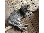 Bolt Domestic Shorthair Kitten Male