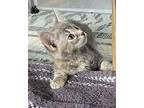 Callisto Domestic Shorthair Kitten Female